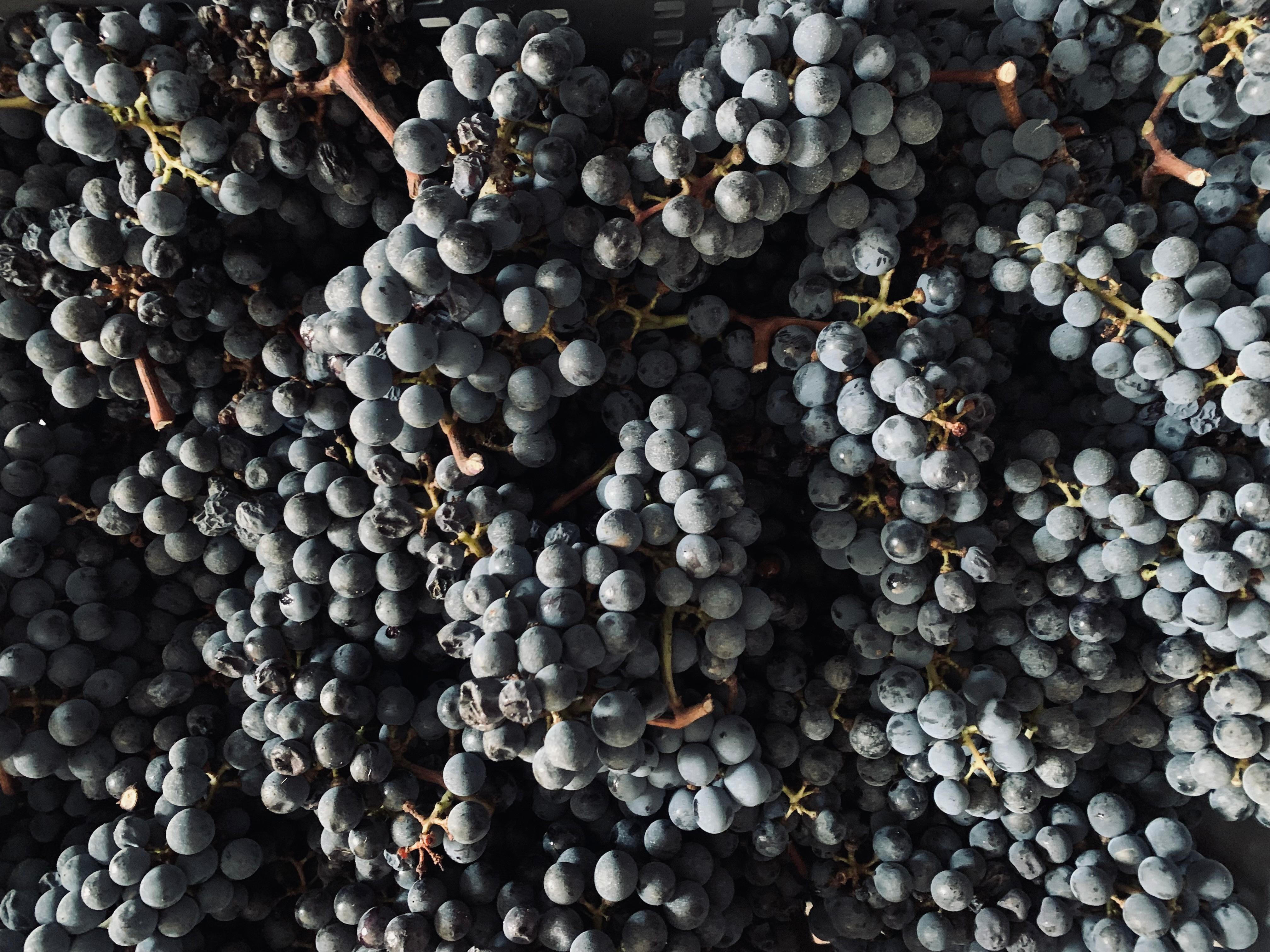 Vignobles de Conspiracy Of Two dans le Swartland