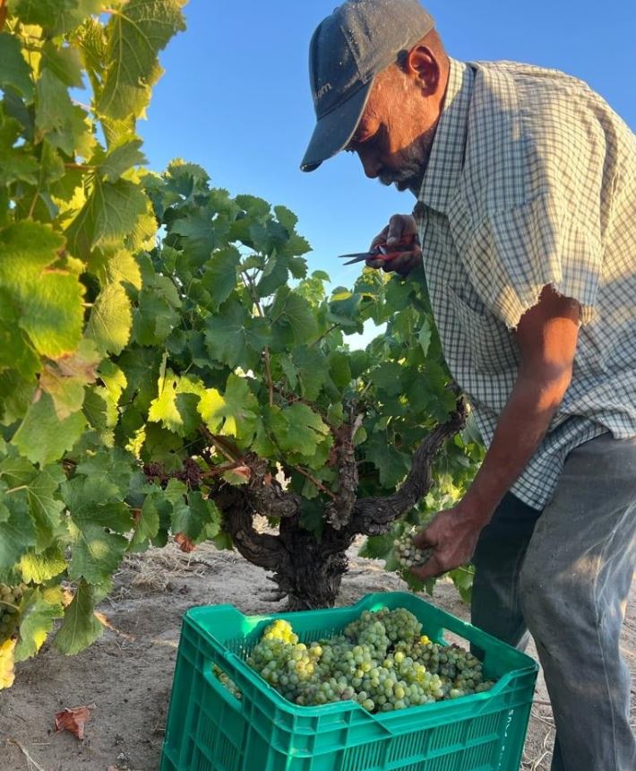 Vendanges dans les vignobles du Swartland, Afrique du Sud